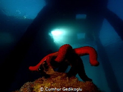 Ophidiaster ophidianus
RED TEMPLE by Cumhur Gedikoglu 